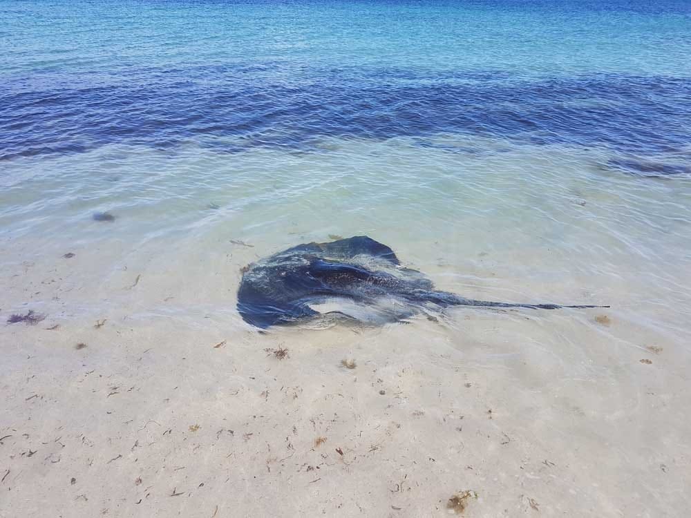 Animales en Australia fotografía de una manta nadando en el agua de una playa